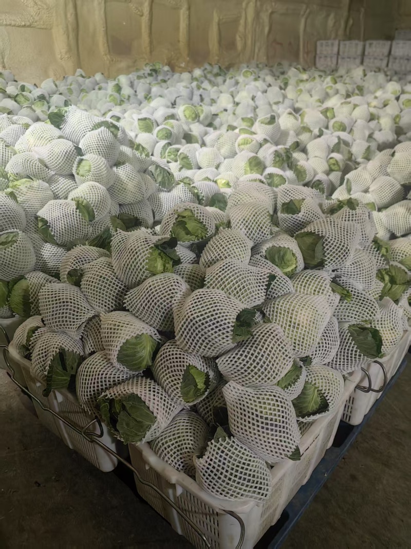 精品甘蓝，大量上市