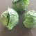 精品甘蓝，大量上市