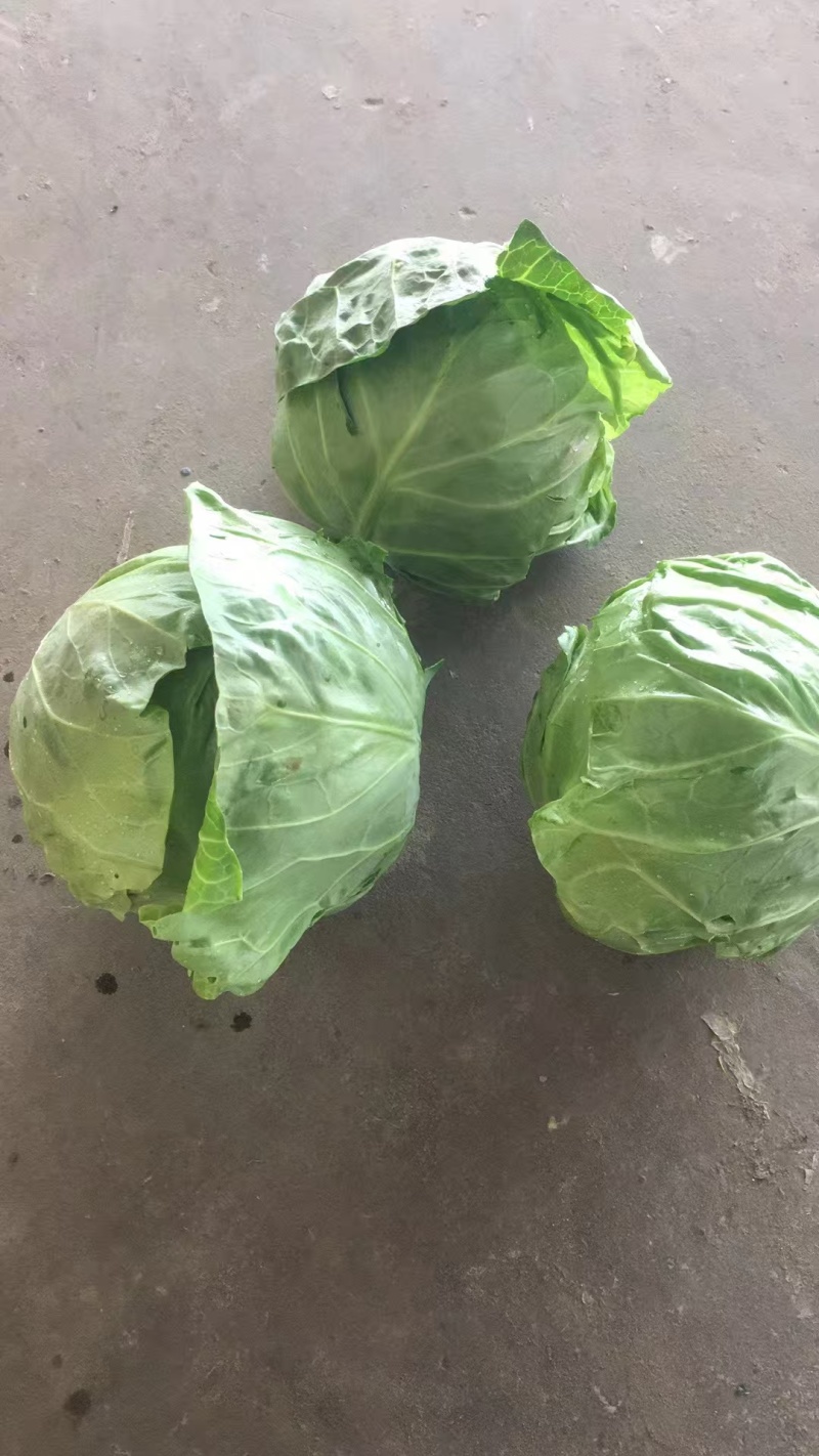精品甘蓝，大量上市