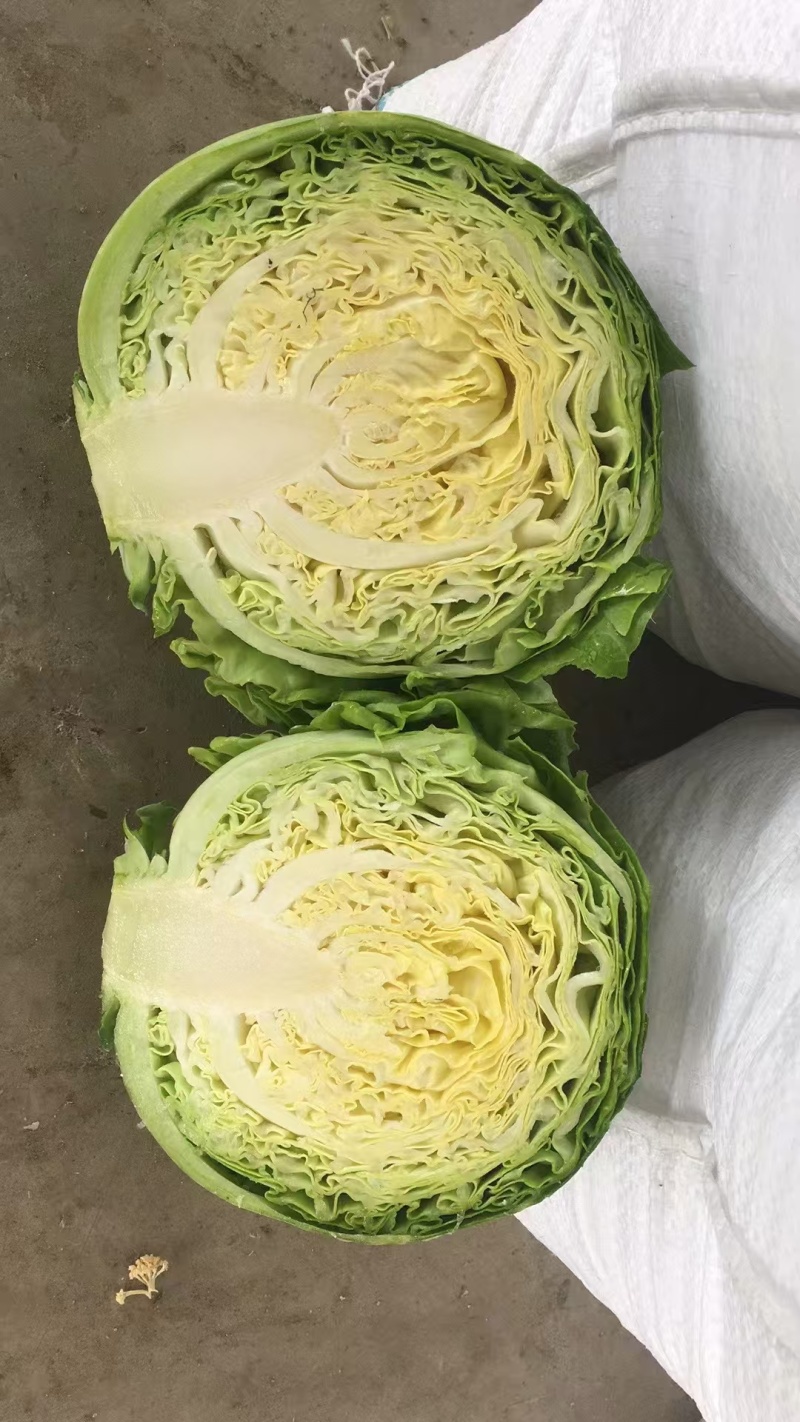 精品甘蓝，大量上市