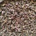 款冬花中药材正品生冬花无硫干款冬花散装批发