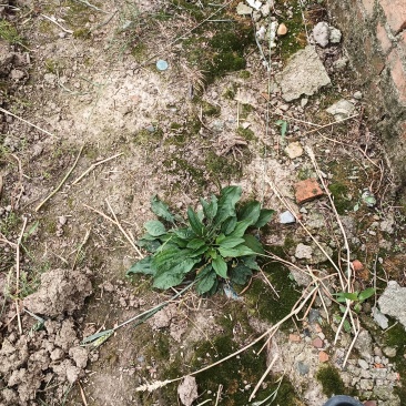 野生车前草