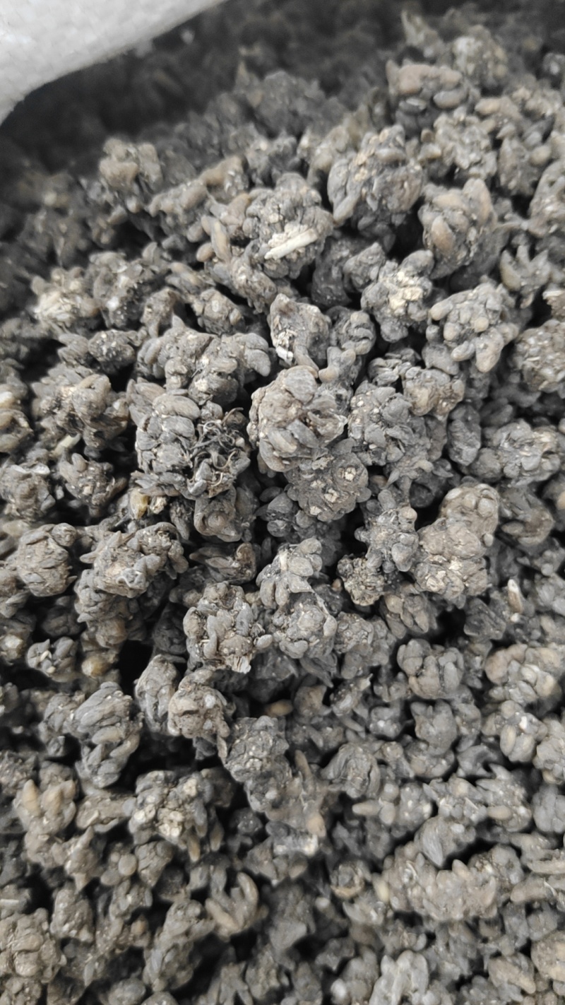 长爪猫爪草一公斤起卖量多可以少