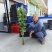 新鲜艾草批发