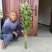 新鲜艾草批发