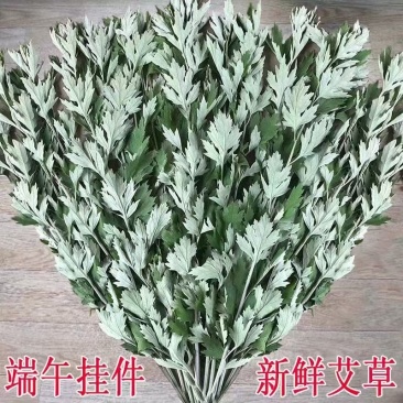 新鲜艾草批发