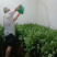 新鲜艾草批发