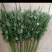 新鲜艾草批发