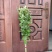 新鲜艾草批发