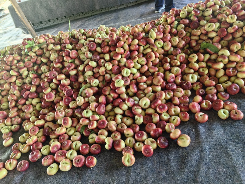 大量现货陆地36-3油蟠桃，油蟠桃，大量上市有需要联系