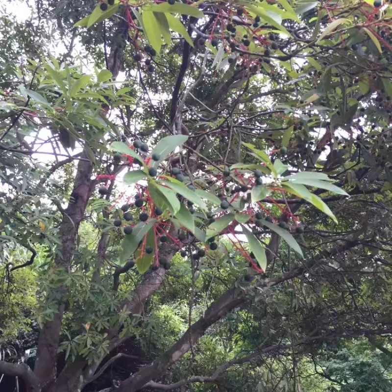 红楠种子红润楠种子