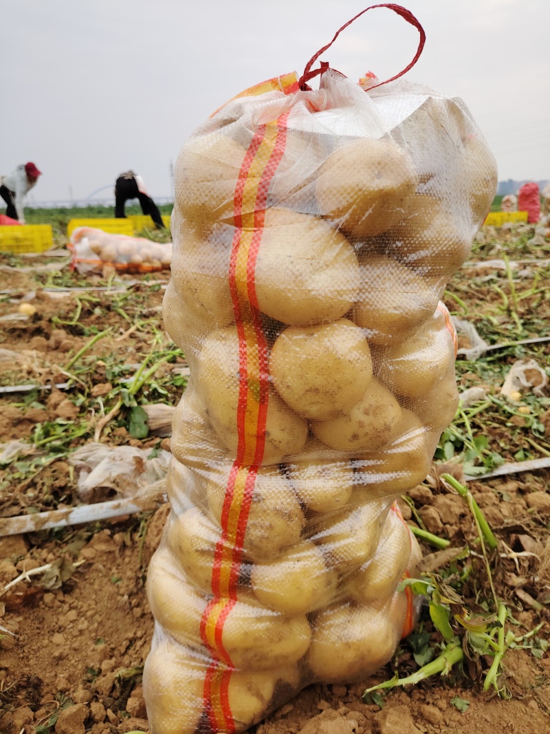 优质黄皮黄心土豆沃土实验一接受市场电商平台外贸食堂