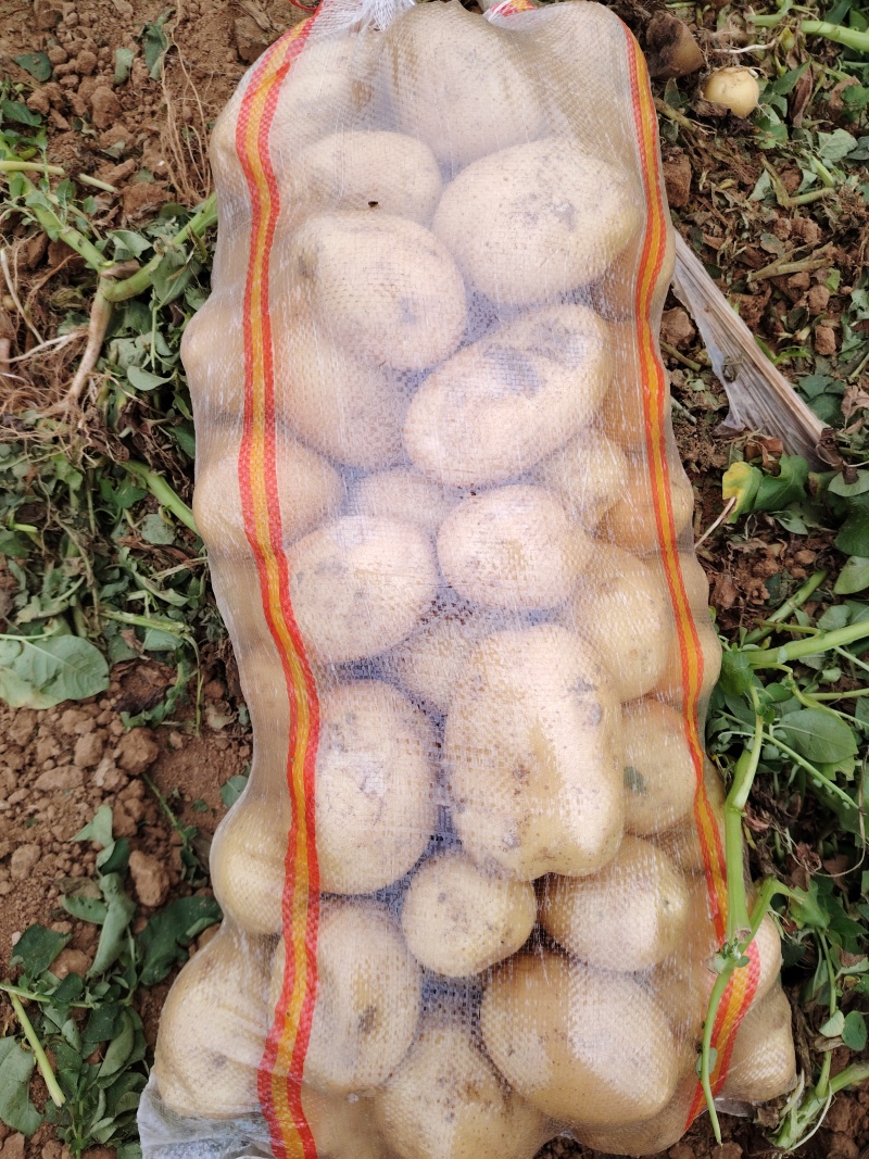 优质黄皮黄心土豆沃土实验一接受市场电商平台外贸食堂