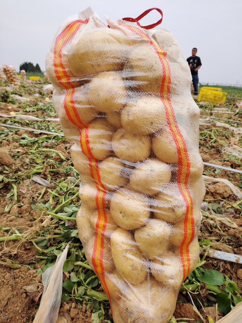 优质黄皮黄心土豆沃土实验一接受市场电商平台外贸食堂