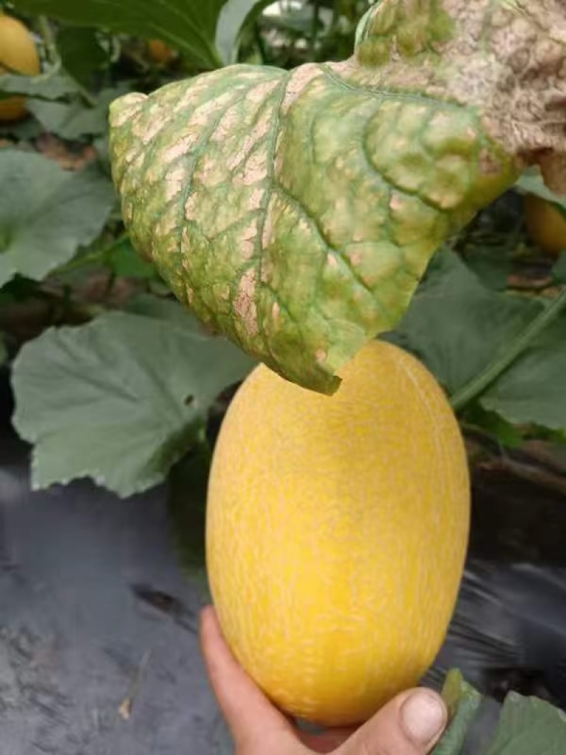 哈蜜瓜