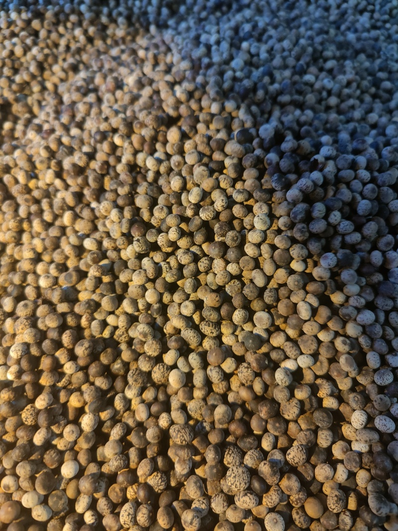 刨花润楠种子刨花楠种子