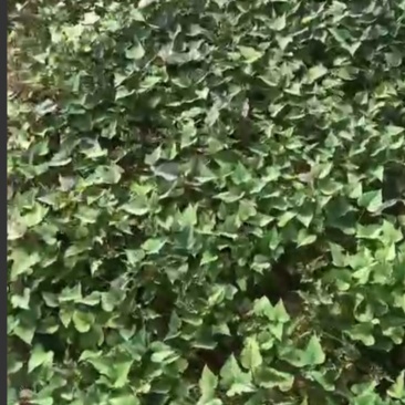 清棚苗便宜