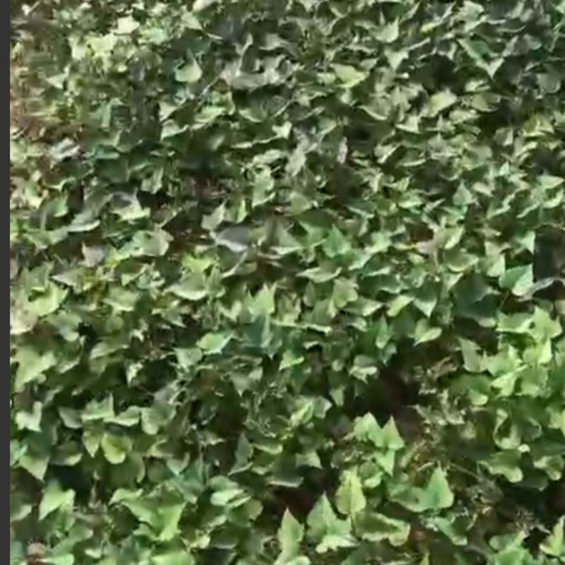 清棚苗便宜