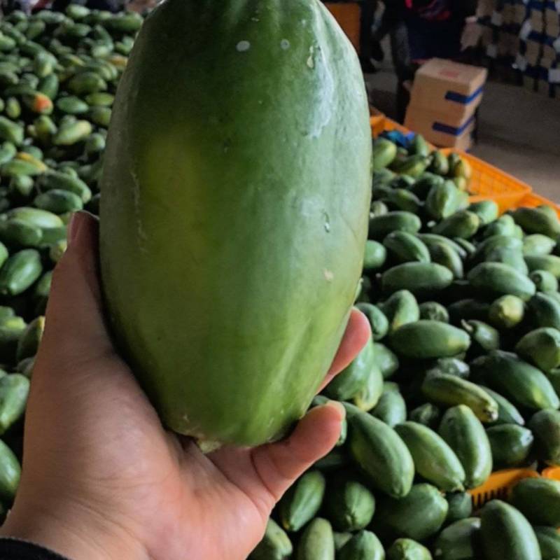 云南红河精品红心电商2359都可以做木瓜一件代发