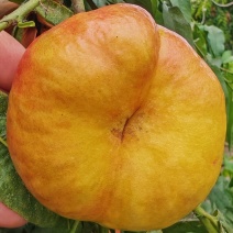 大棚油蟠桃，设施油蟠桃，蟠九早金霞36-5等