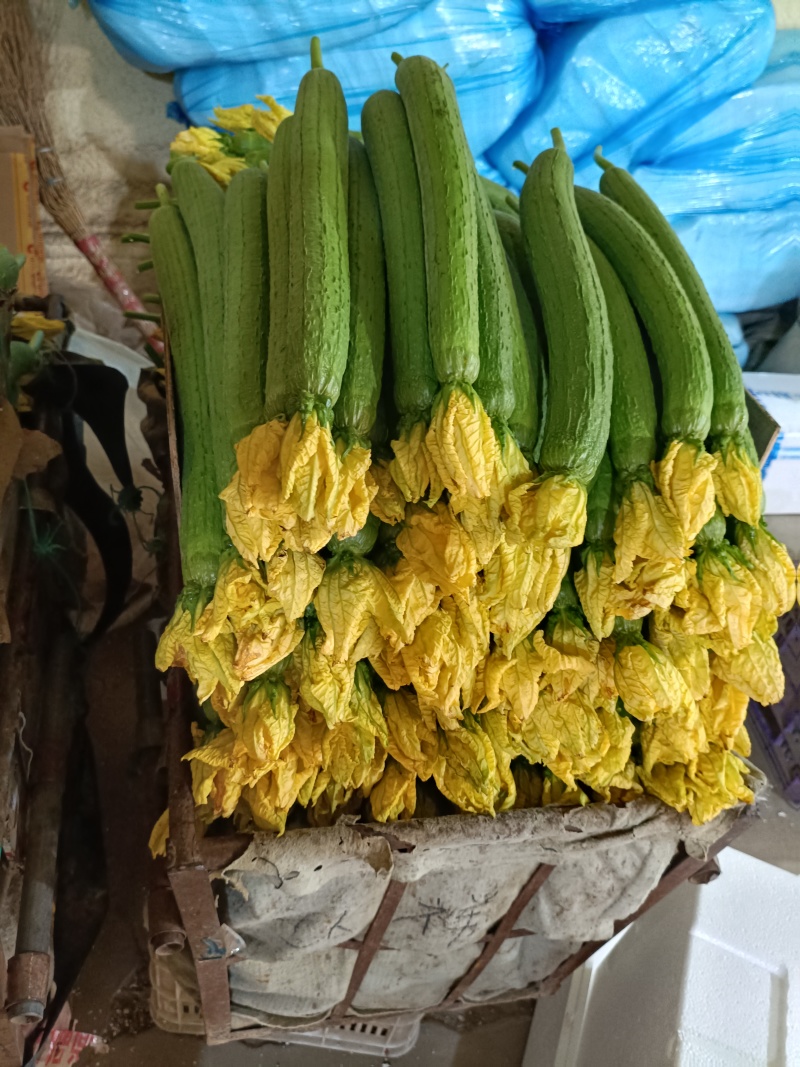 山东精品丝瓜货源充足量大