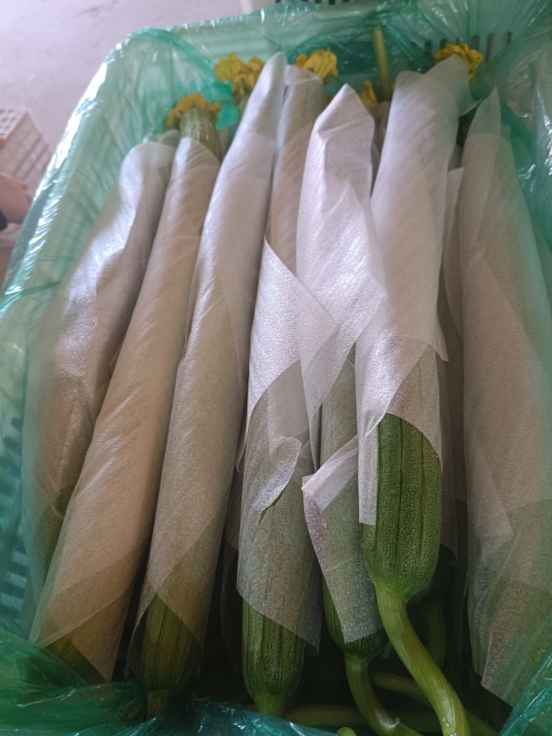 山东精品丝瓜货源充足量大