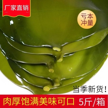 包邮）新鲜海带头盐渍海带厚片海鲜绿色昆布海带丝结海带根