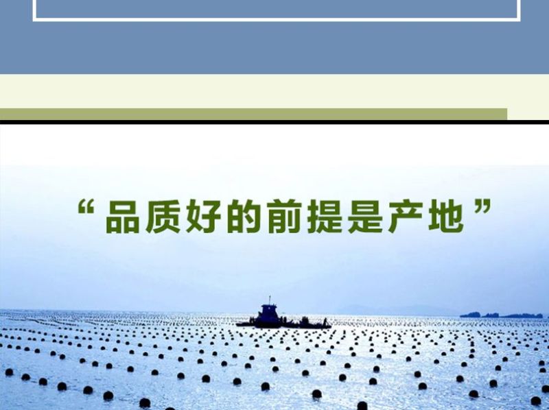 包邮）新鲜海带头盐渍海带厚片海鲜绿色昆布海带丝结海带根