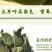 包邮）新鲜海带头盐渍海带厚片海鲜绿色昆布海带丝结海带根