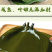 包邮）新鲜海带头盐渍海带厚片海鲜绿色昆布海带丝结海带根