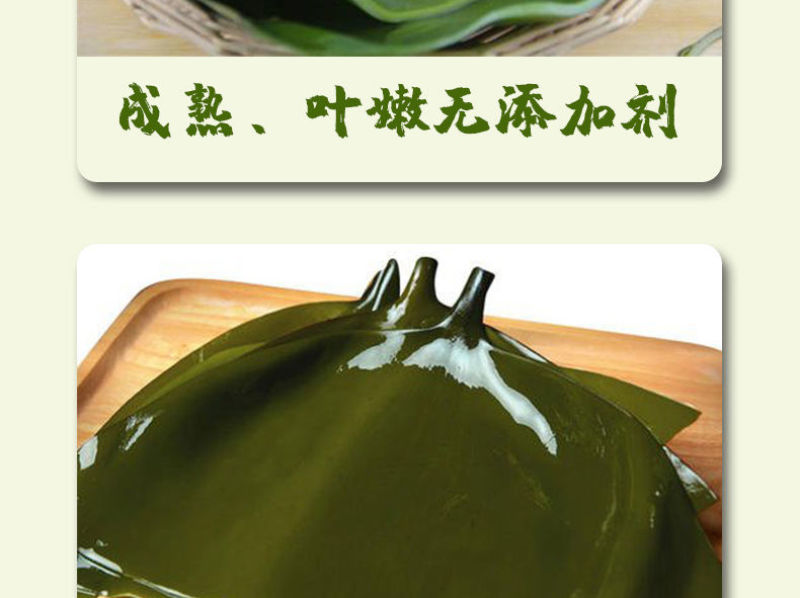 包邮）新鲜海带头盐渍海带厚片海鲜绿色昆布海带丝结海带根