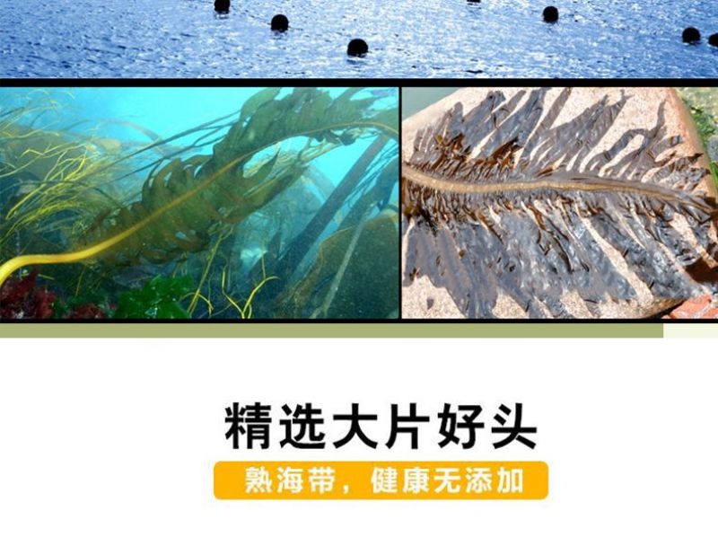 包邮）新鲜海带头盐渍海带厚片海鲜绿色昆布海带丝结海带根