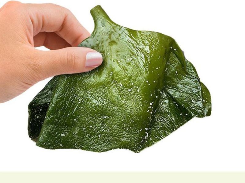 包邮）新鲜海带头盐渍海带厚片海鲜绿色昆布海带丝结海带根