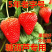 云南现摘双流夏草莓新鲜冰糖葫芦商用批发水果混合混装批发