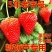 云南现摘双流夏草莓新鲜冰糖葫芦商用批发水果混合混装批发