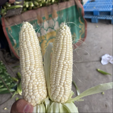 慈溪西三本地小工棚玉米🌽🌽
