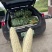 慈溪西三本地小工棚玉米🌽🌽