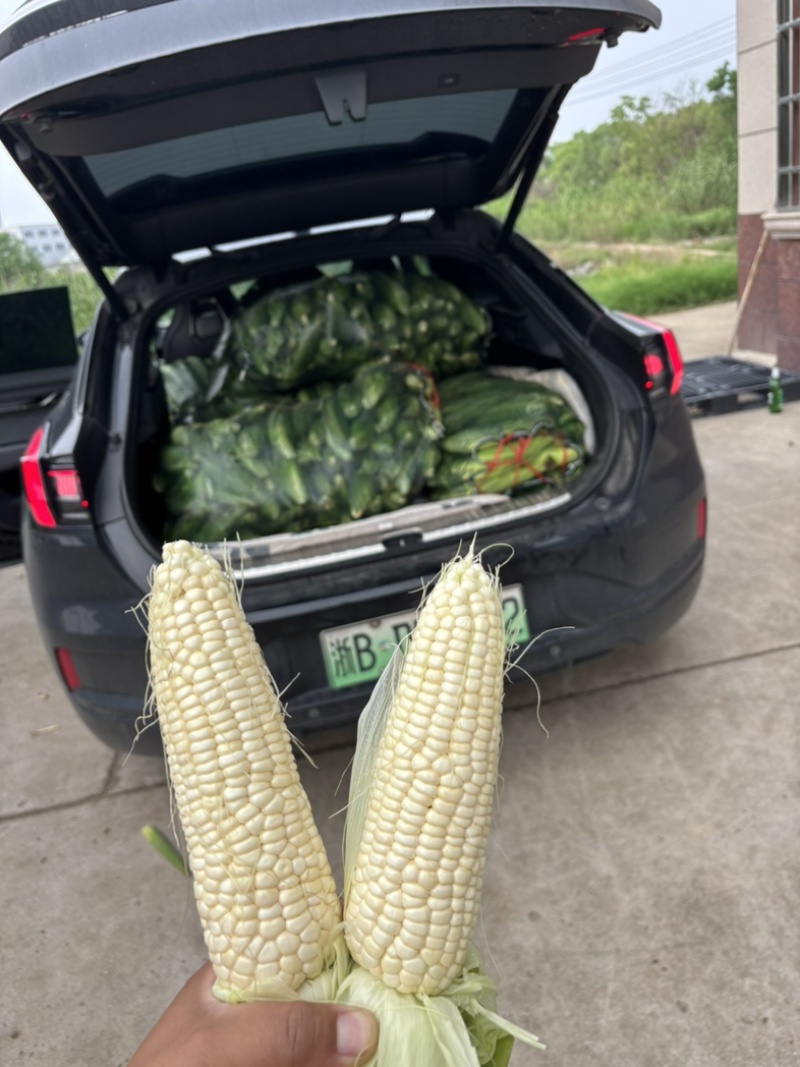 慈溪西三本地小工棚玉米🌽🌽