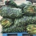 慈溪西三本地小工棚玉米🌽🌽