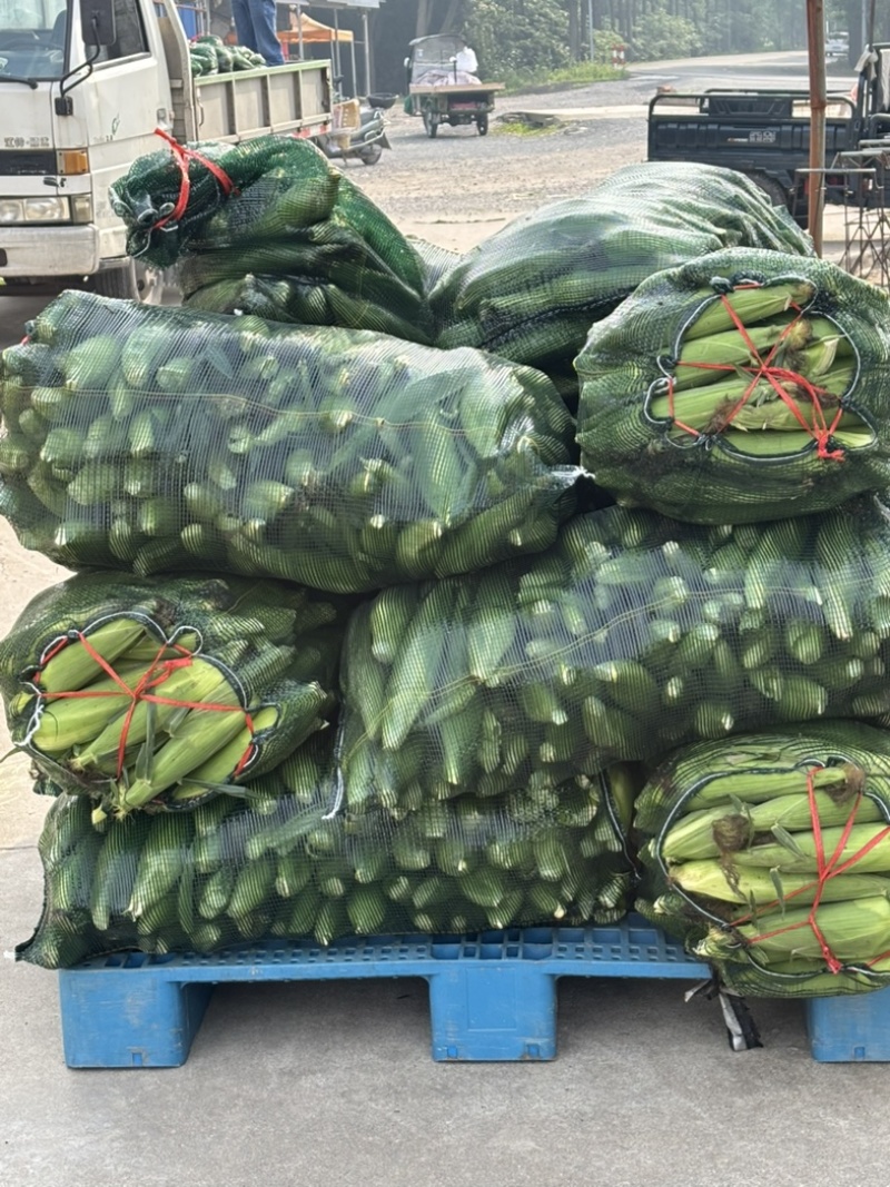 慈溪西三本地小工棚玉米🌽🌽