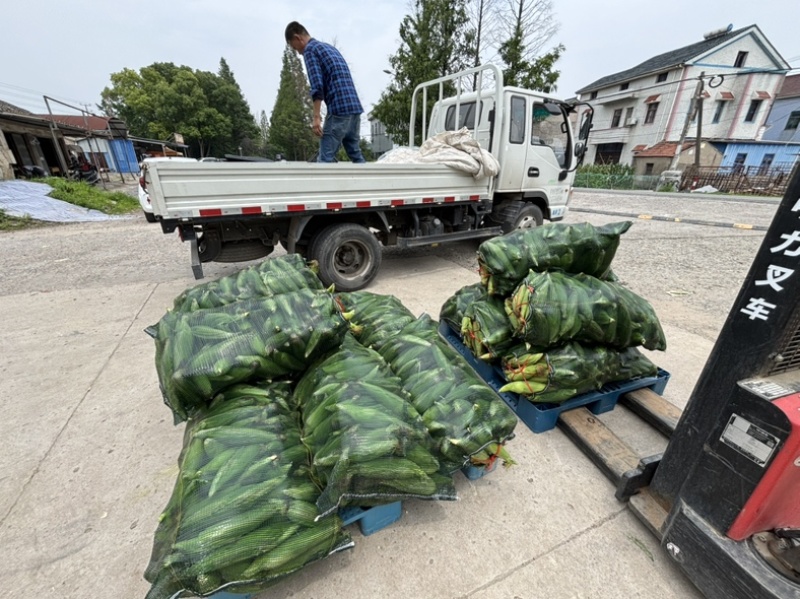 慈溪西三本地小工棚玉米🌽🌽