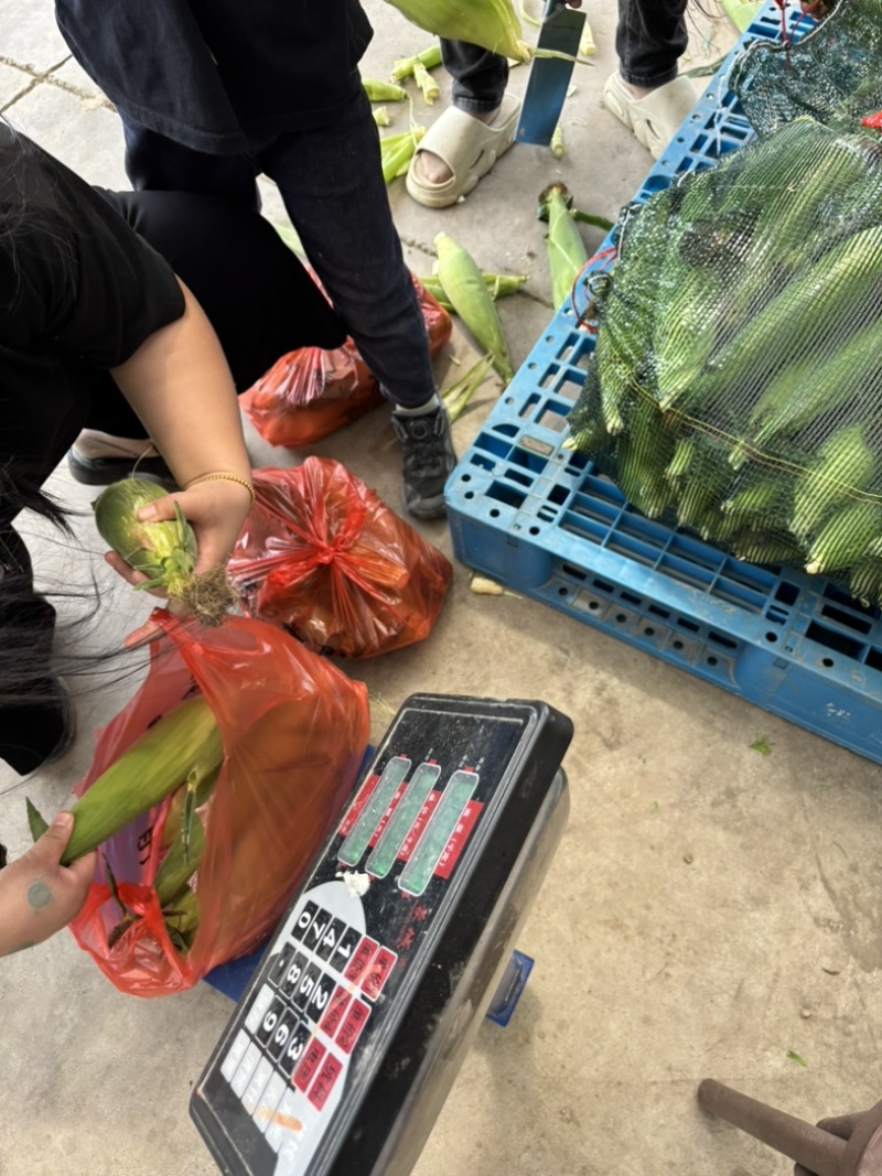 慈溪西三本地小工棚玉米🌽🌽