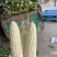 慈溪西三本地小工棚玉米🌽🌽