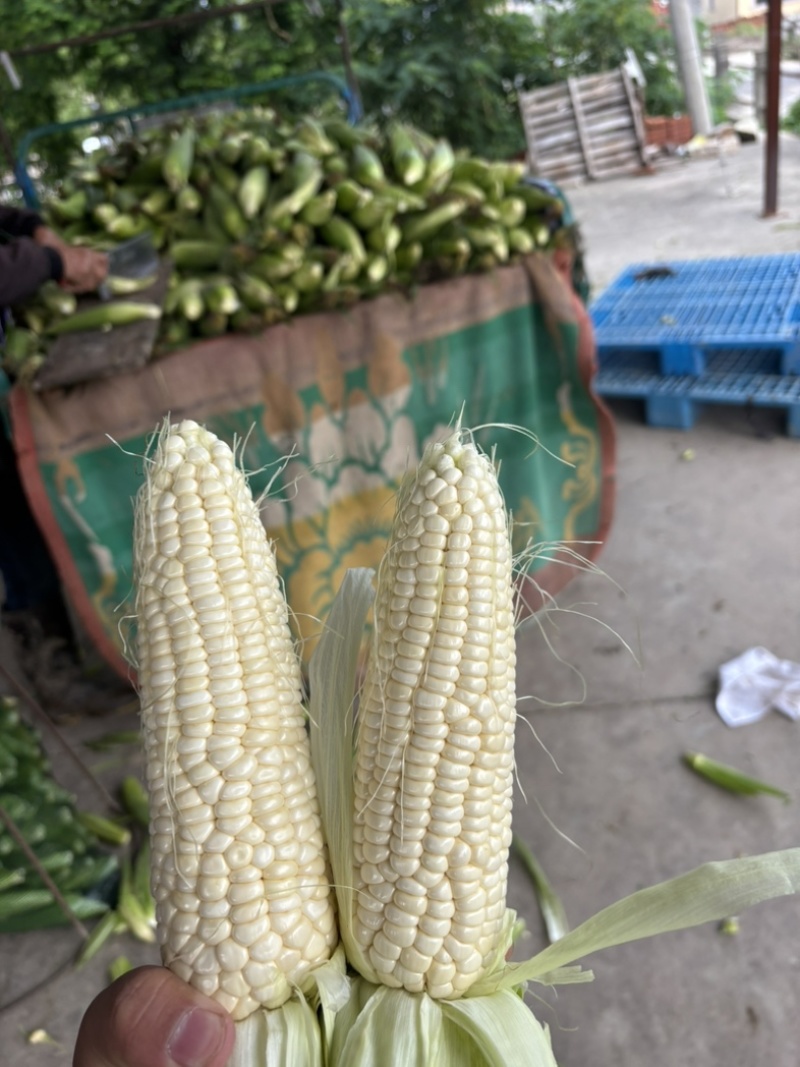 慈溪西三本地小工棚玉米🌽🌽