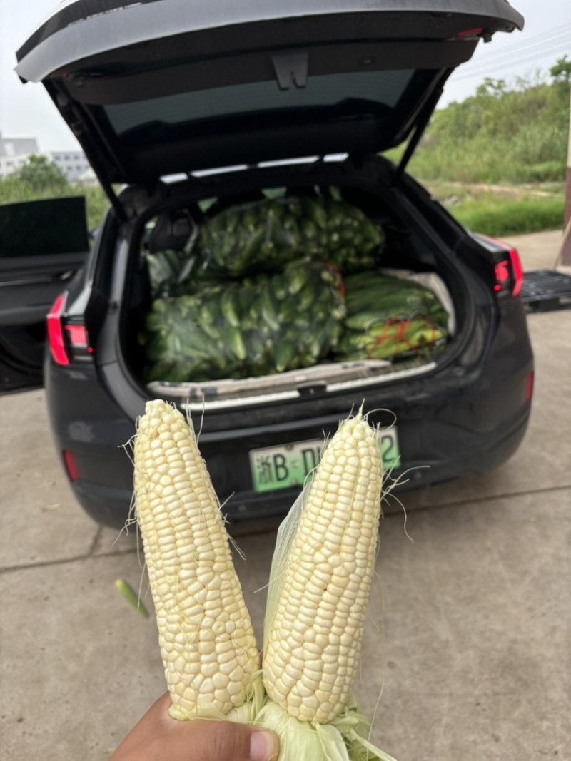 慈溪西三本地小工棚玉米🌽🌽