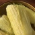 慈溪西三本地小工棚玉米🌽🌽