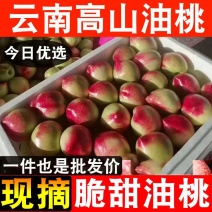 【现摘】油桃新鲜脆甜云南高山脆桃子批发价应季水果非黄心水蜜桃