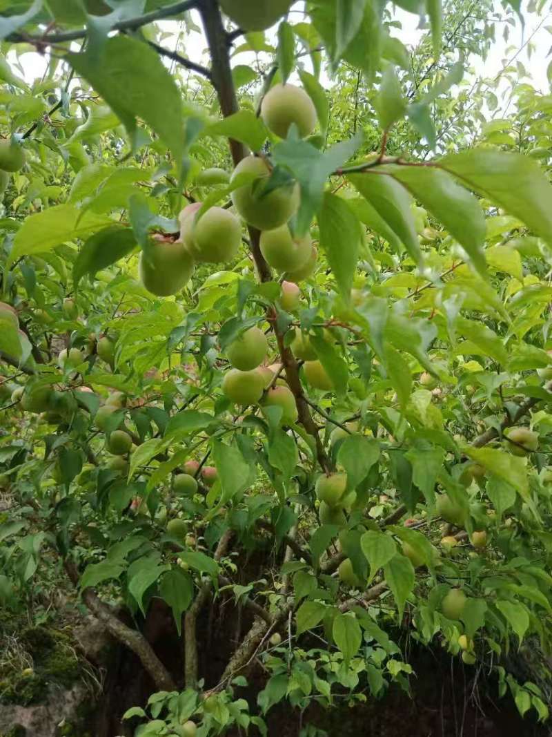 基地青梅种植合作社，青梅出货，直销直销看过来看过来