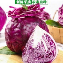 新鲜紫甘蓝现采现发蔬菜沙拉紫包菜生吃紫叶菜紫球菜包菜紫卷心菜