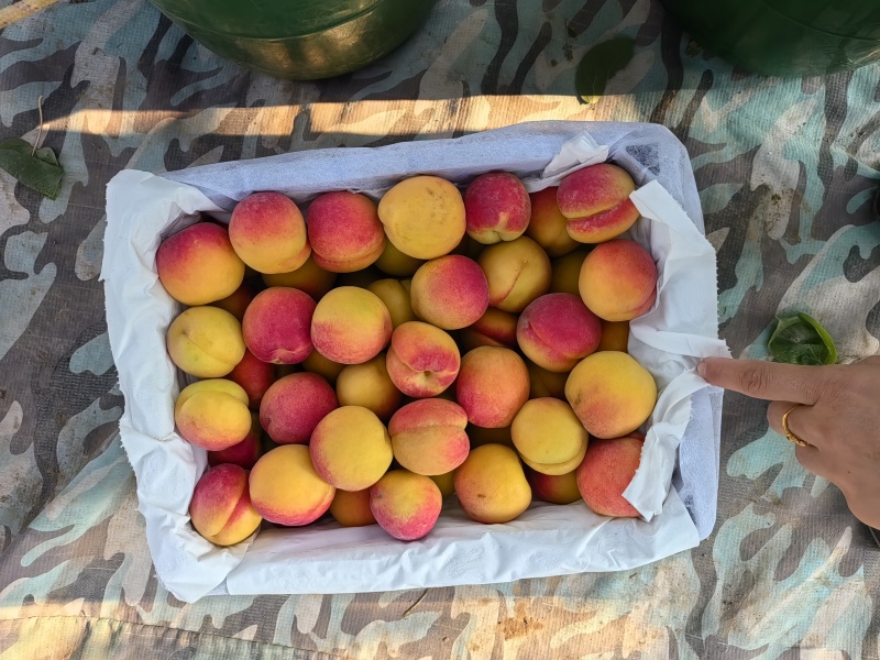 太平红杏